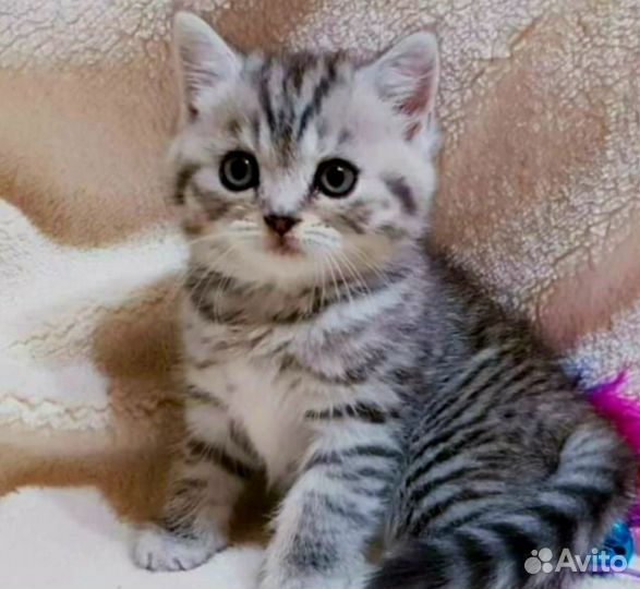 Шотландский котенок