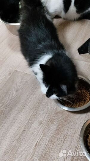 Отдам 2 котов и кошку в добрые руки