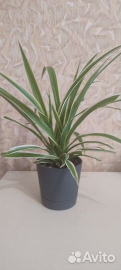 Хлорофитум