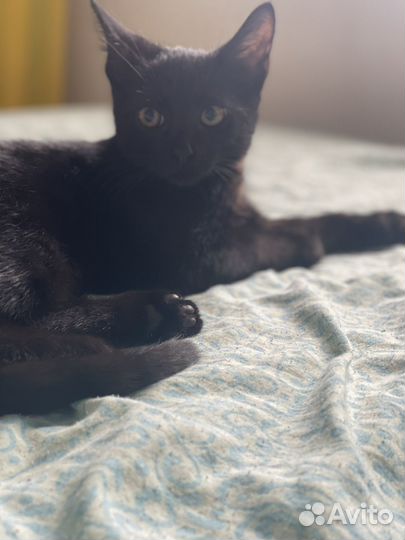 Черный котенок бесплатно