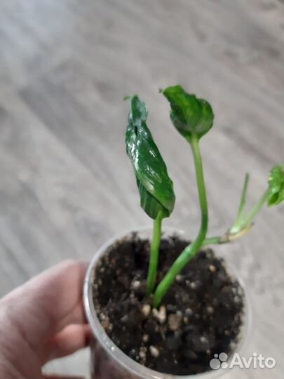 Комнатные растения цветы