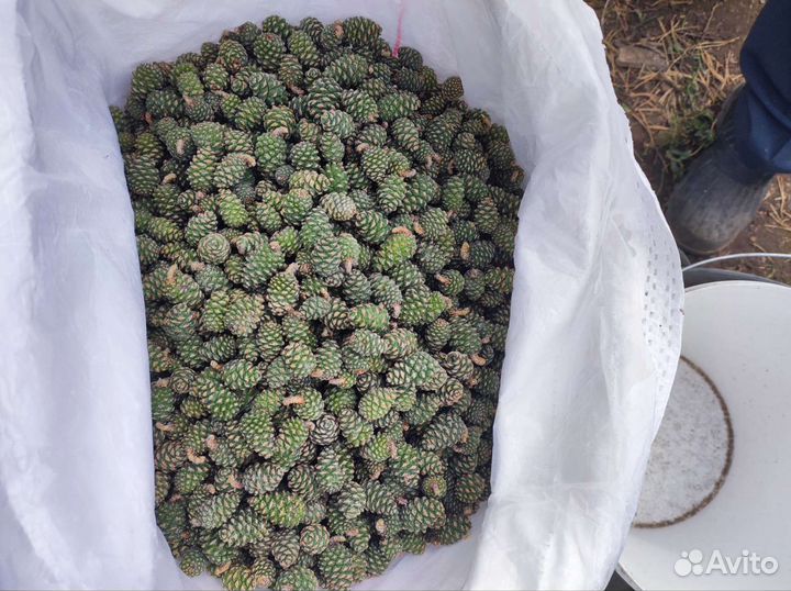 Шишки сосновые