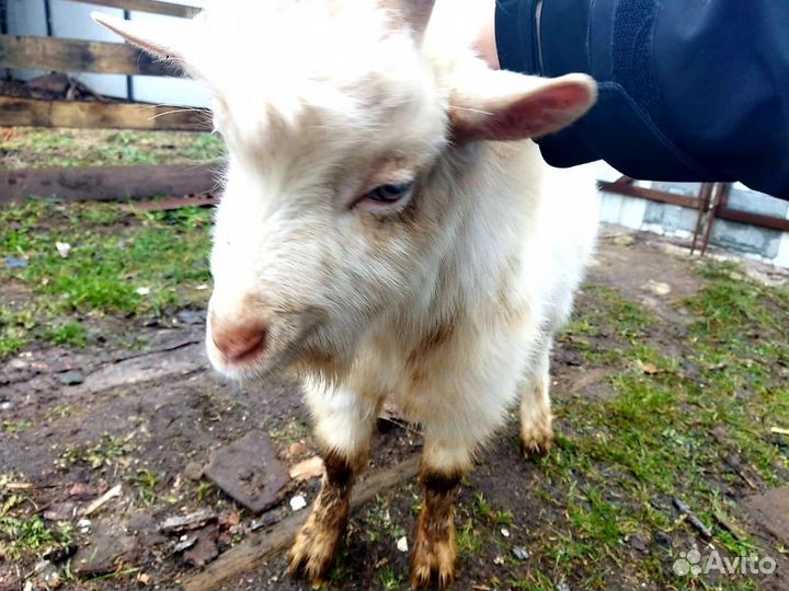 Козлики 6 месяцев