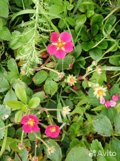 Земляника клубника декоративная