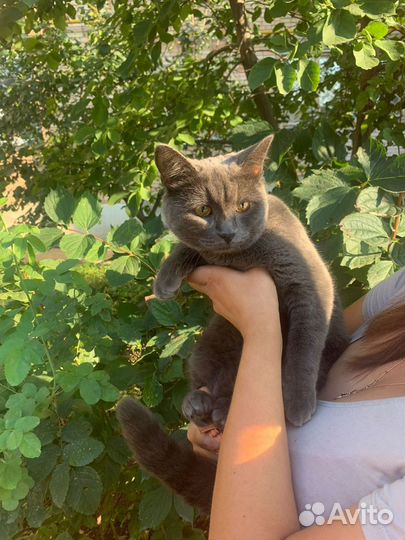 Кошечка в добрые руки