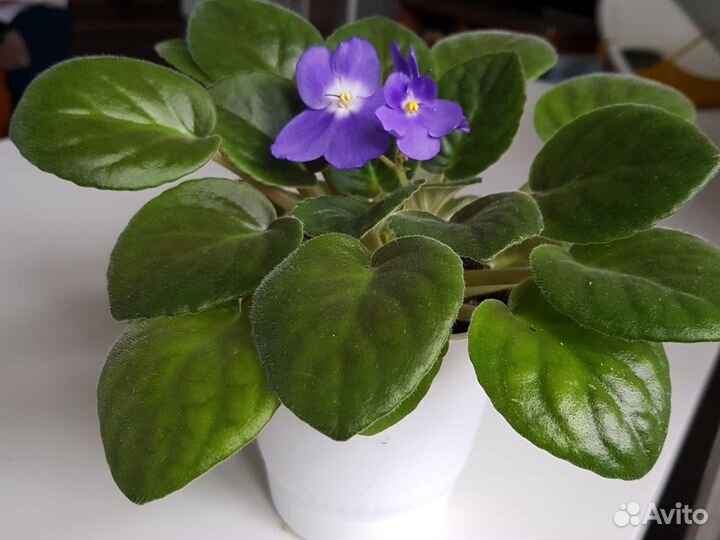 Фиалки сенполии