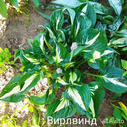 Хосты более 25 сортов