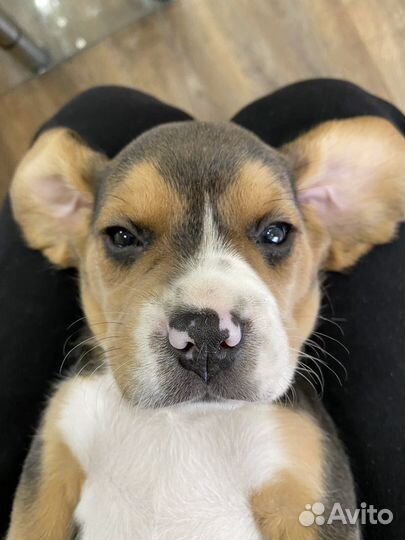 Щенки бигль из питомника