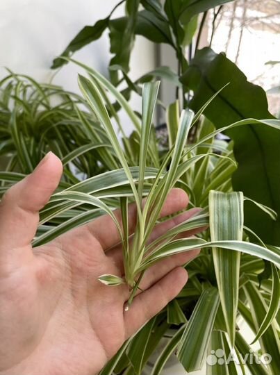 Хлорофитум хохлатый (отростки)