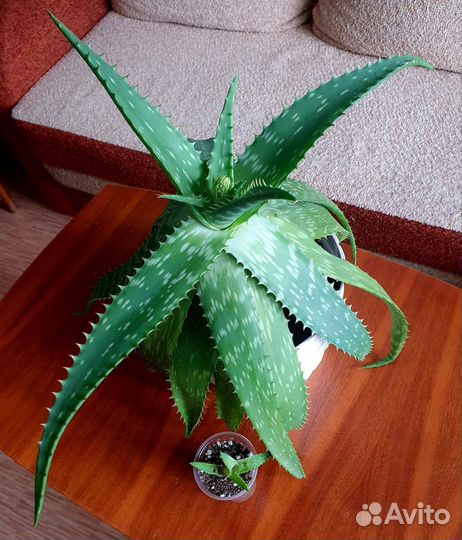 Домашние растения