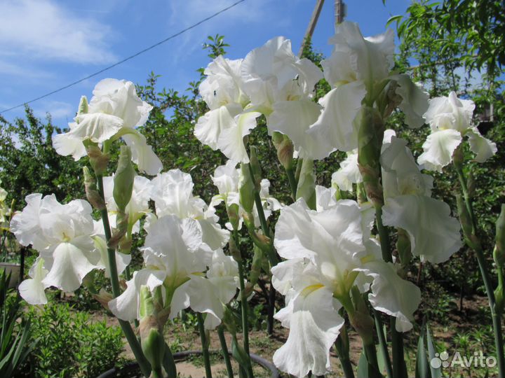 Цветочные луковицы