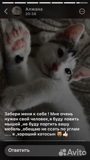 Котята