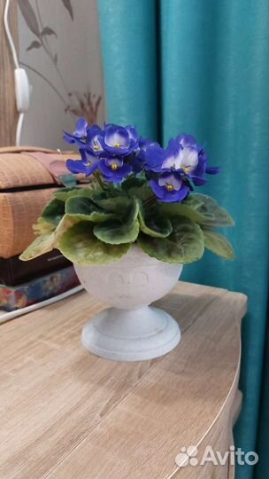 Фиалка детки и одна взрослая, розовая и фиолетовая