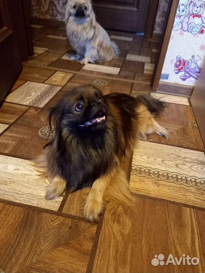 Щенки пекинеса