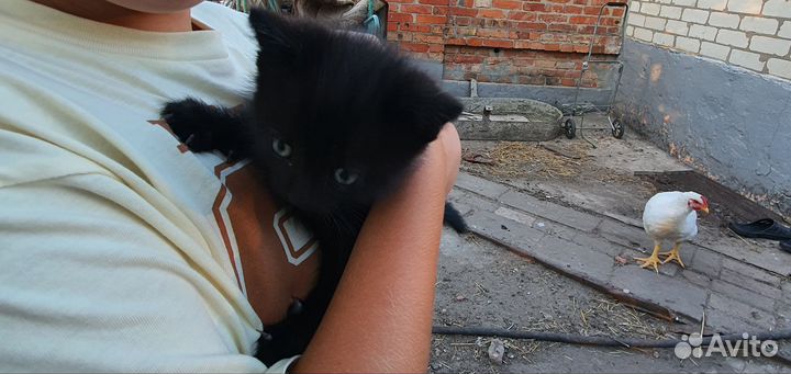 Котёнок в дар