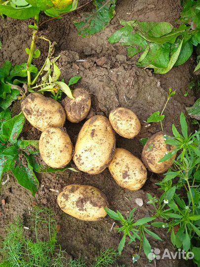 Картофель оптом