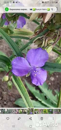Традесканция садовая