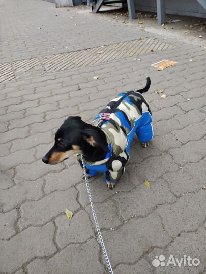 Комбинезон на маленькую собаку как такса