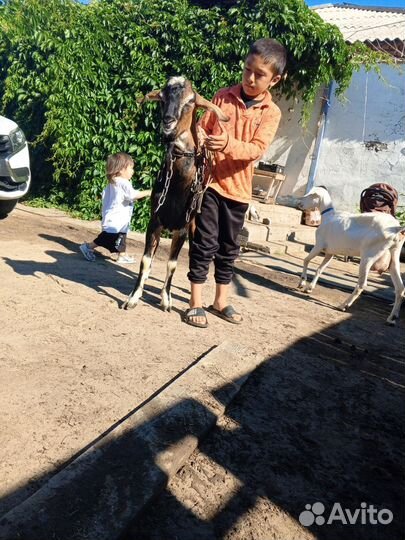 Козел альпийский