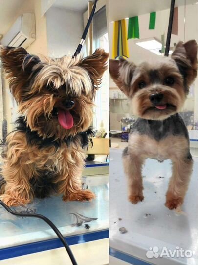 Стрижка собак и кошек