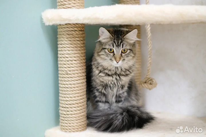 Красивая кошечка Лиззи в добрые руки