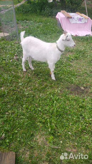 Продам козочек