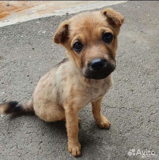 Маленькая собака в добрые руки