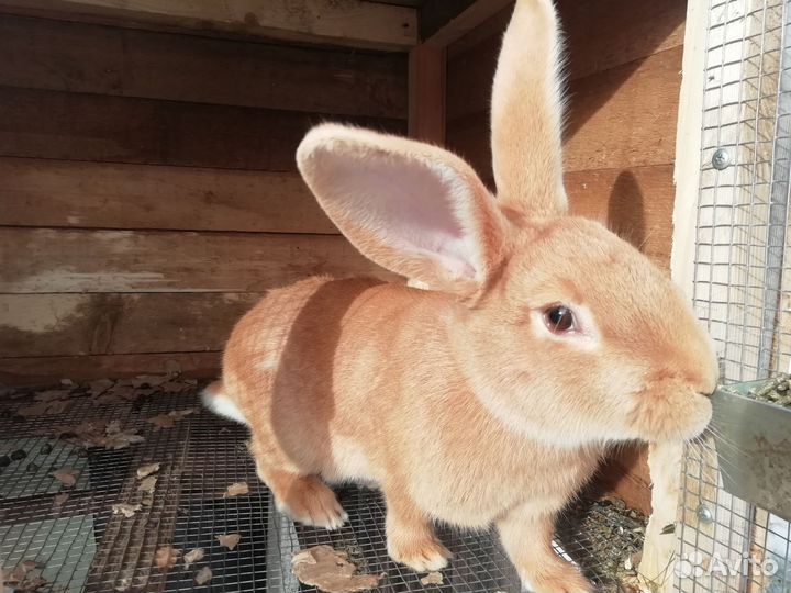 Кролики бургундские