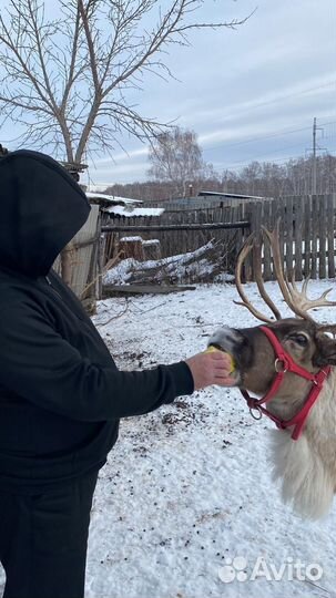 Олень (ферма, животные)