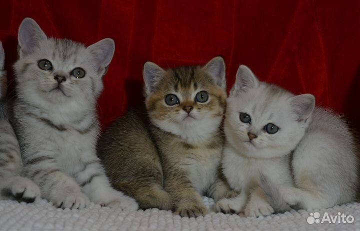 Британчики серебро и золото