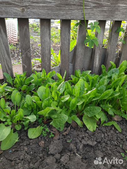 Чеснок на посадку,щавель,петрушка