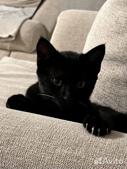 Отдам котенка в добрые руки