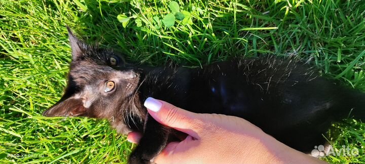 Котята