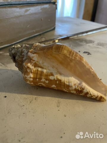 Морские ракушки раковины