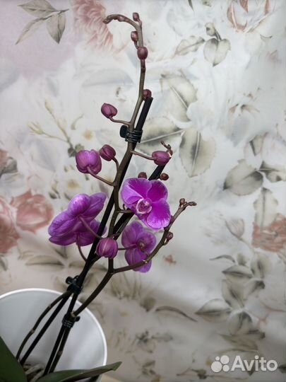 Орхидея фаленопсис