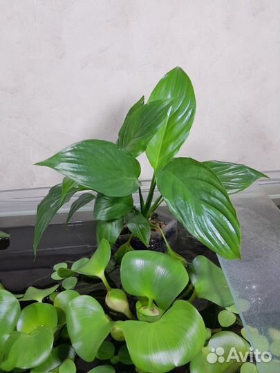 Спатифиллум для фитофильтра в аквариум