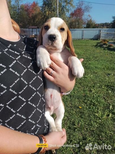 Бигль мальчик