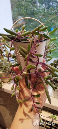 Крестовики и Сциндапсусы/Эпипремнумы. Ампельные