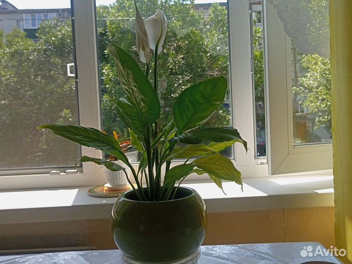 Спацифилум