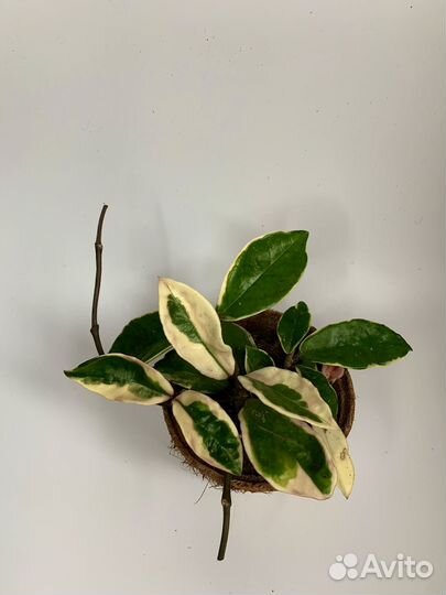 Хойя Кримсон Квин