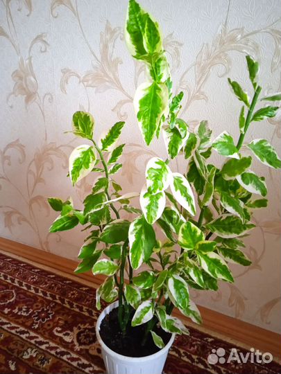Комнатные растения