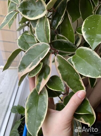 Хойя кримсон квин