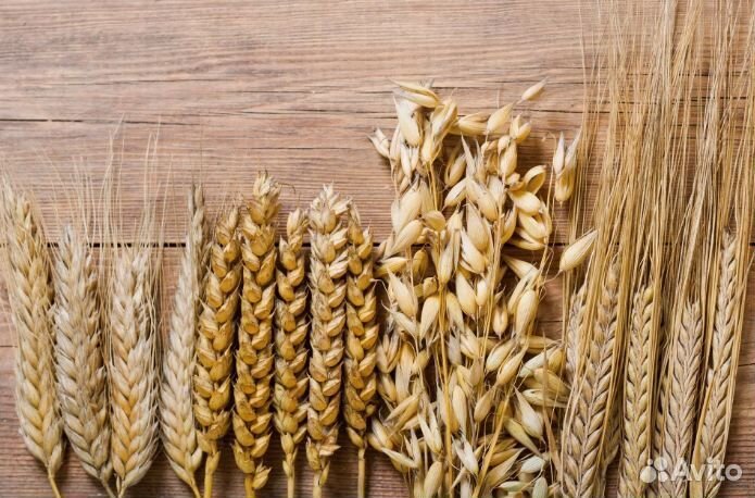 Пшеница, ячмень, овес 14 р/кг