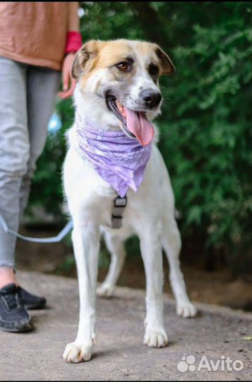 Собака в добрые руки