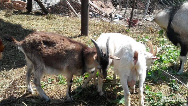 Продаются козлята