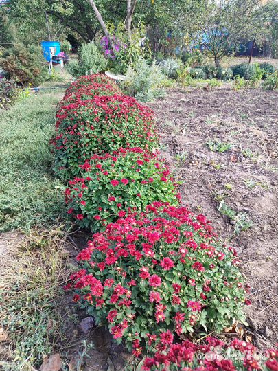 Хризантема мультифлора