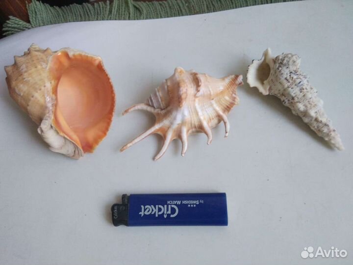 Раковины на стену и для аквариума