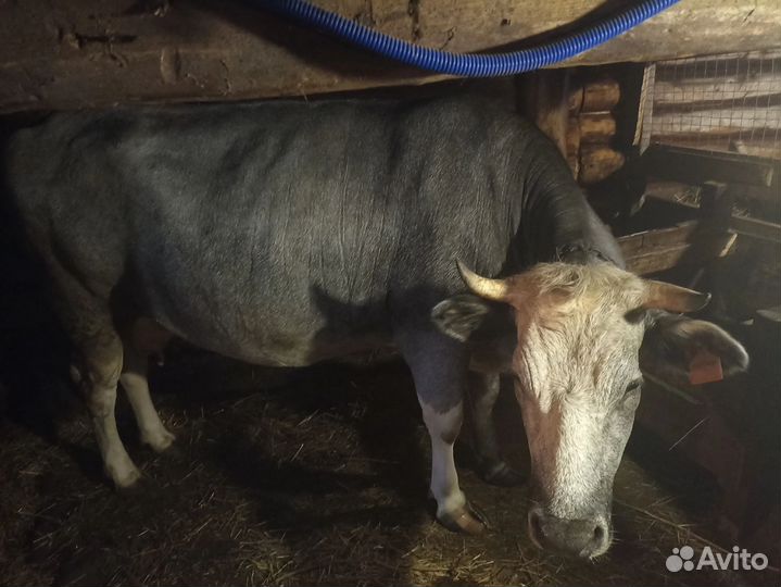 Продам Корову