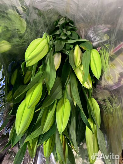 Срезка лилии оптом