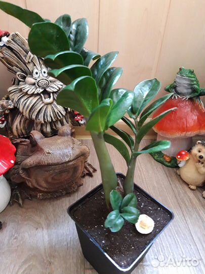 Замиокулькас Zenzi (Долларовое дерево)